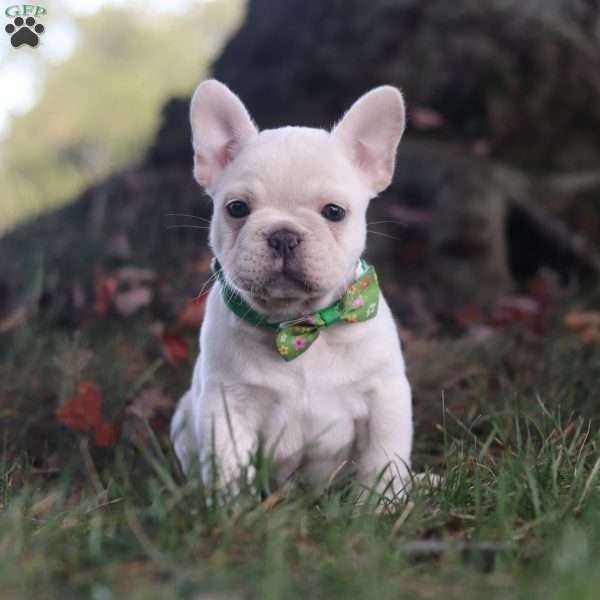 Turbo, French Bulldog Puppy